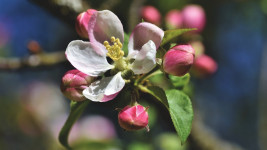 jabloň květ apple-blossoms-4159454 1280